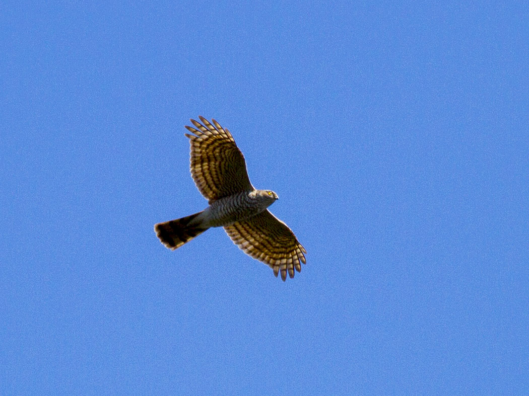 Eurasian Sparrowhawk