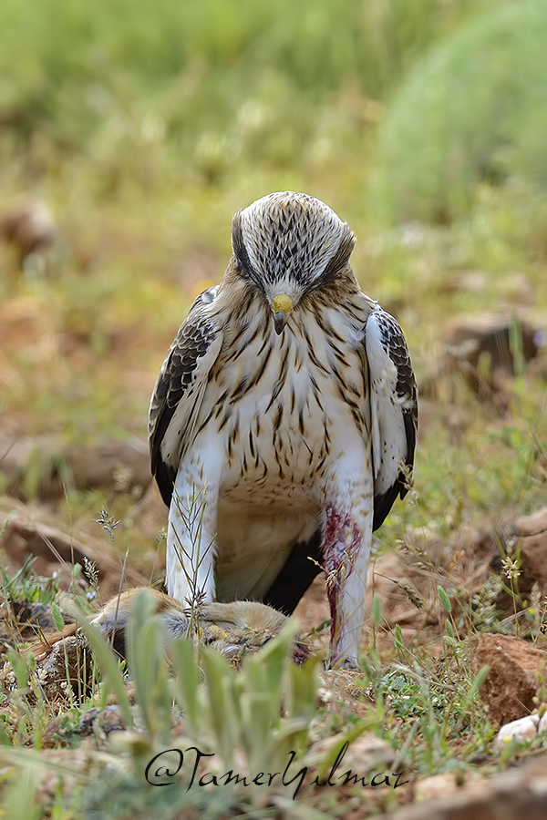 Booted Eagle