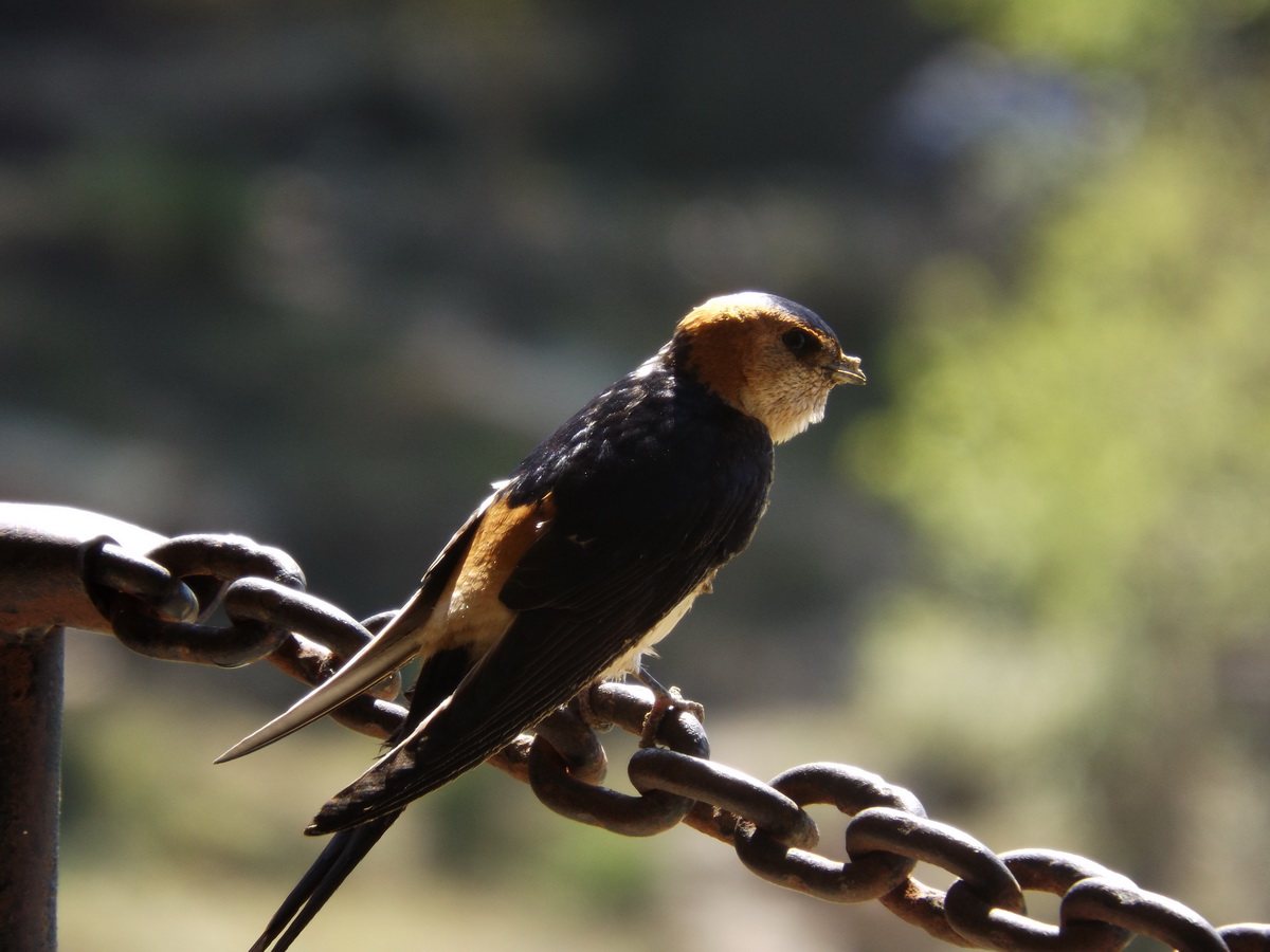 European Red-rumped Swallow