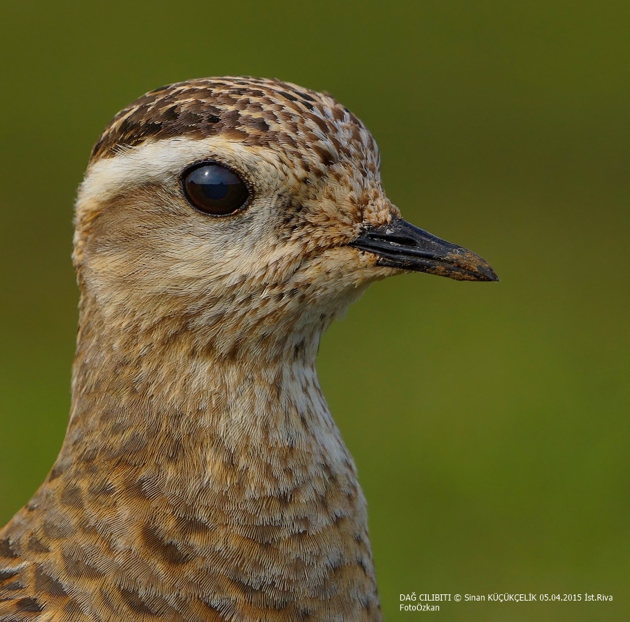 Eurasian Dotterel