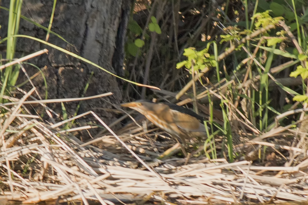 Little Bittern