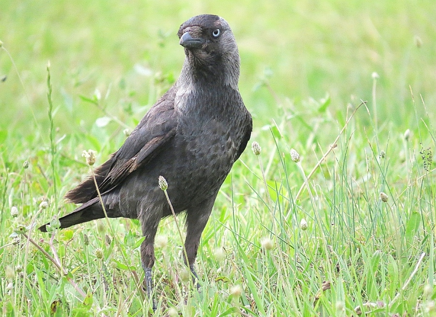 Western Jackdaw