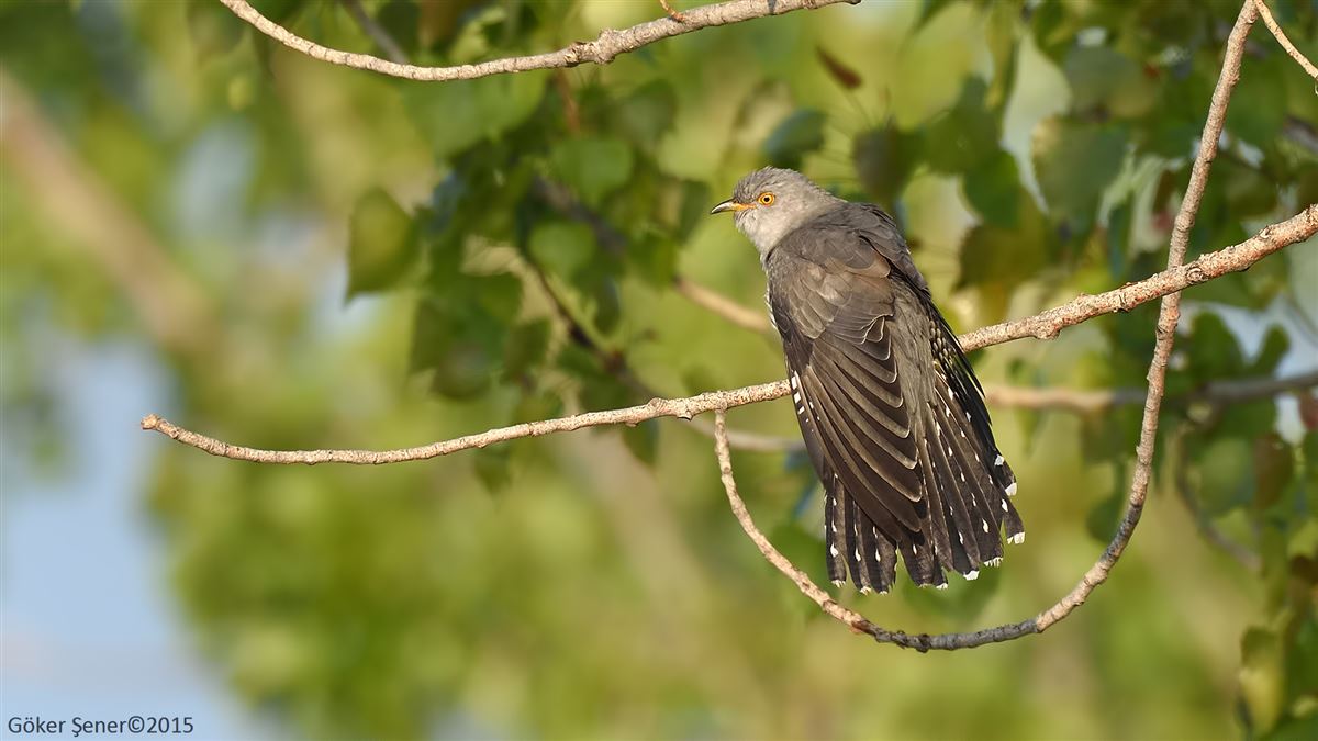 Common Cuckoo