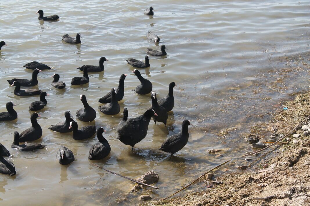 Eurasian Coot