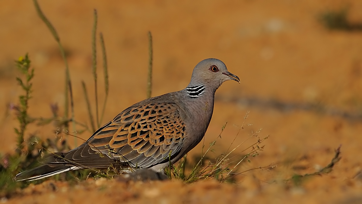 European Turtle Dove