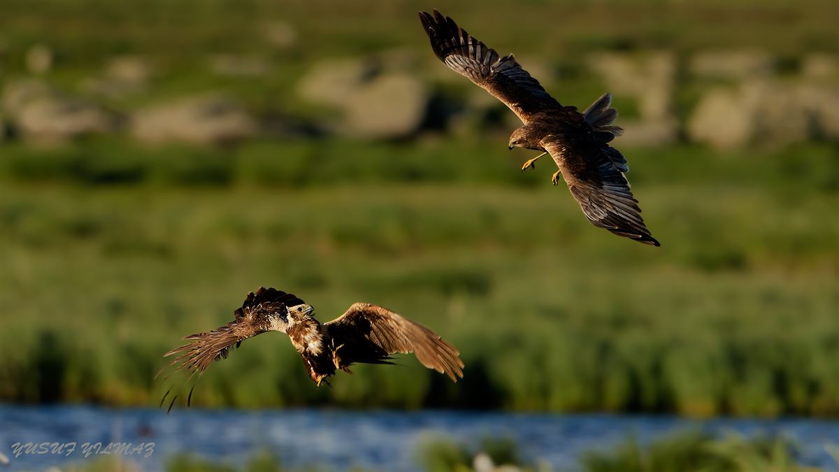 Western Marsh Harrier