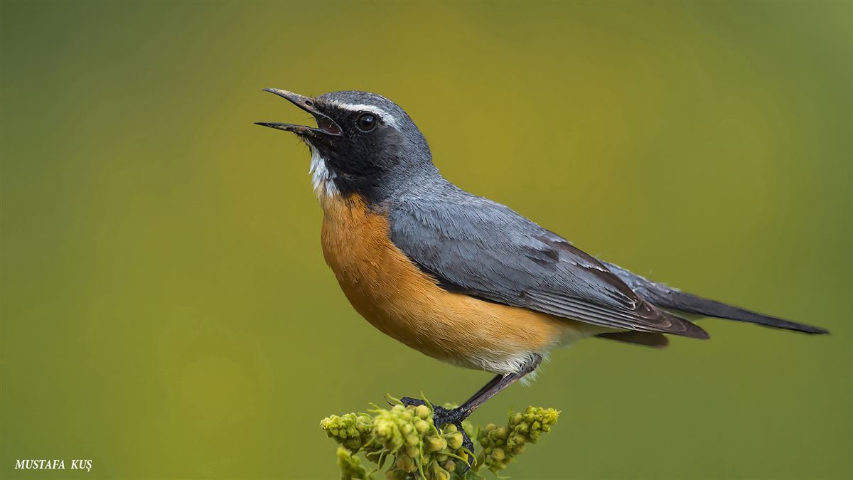 White-throated Robin