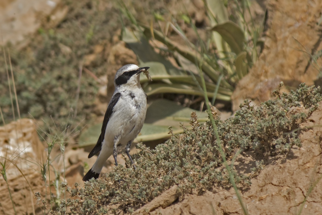 Northern Wheatear
