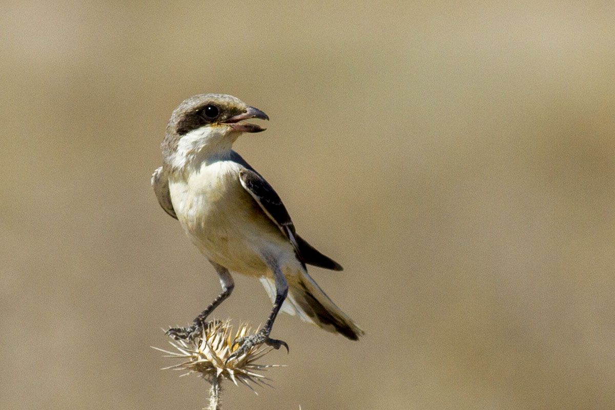 Lesser Grey Shrike