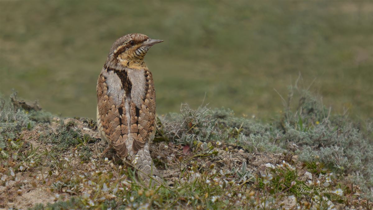 Eurasian Wryneck
