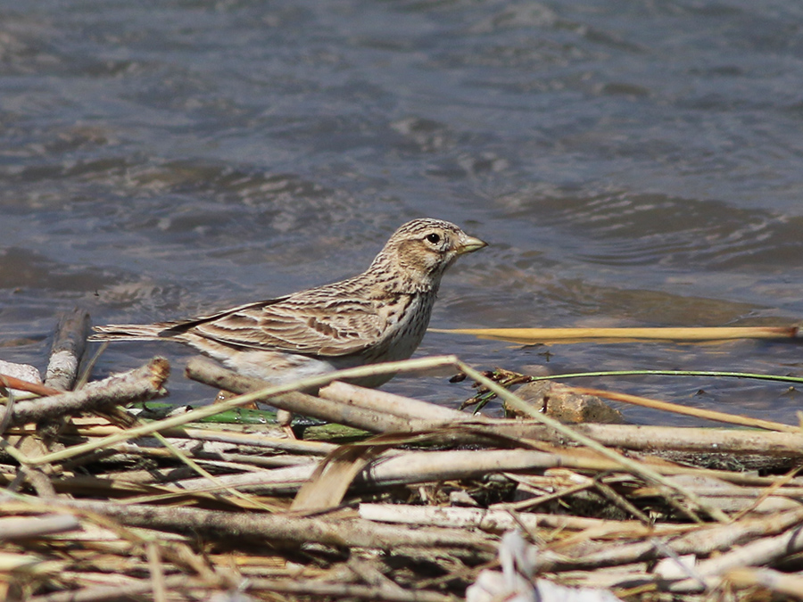 Turkestan Short-toed Lark