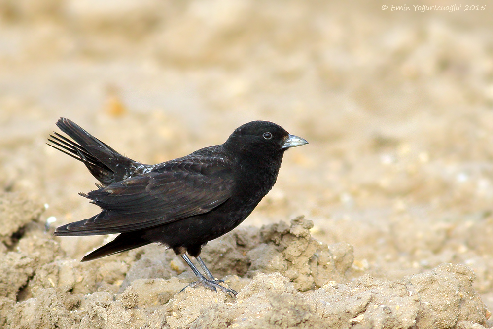 Black Lark
