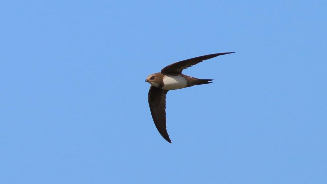 Alpine Swift