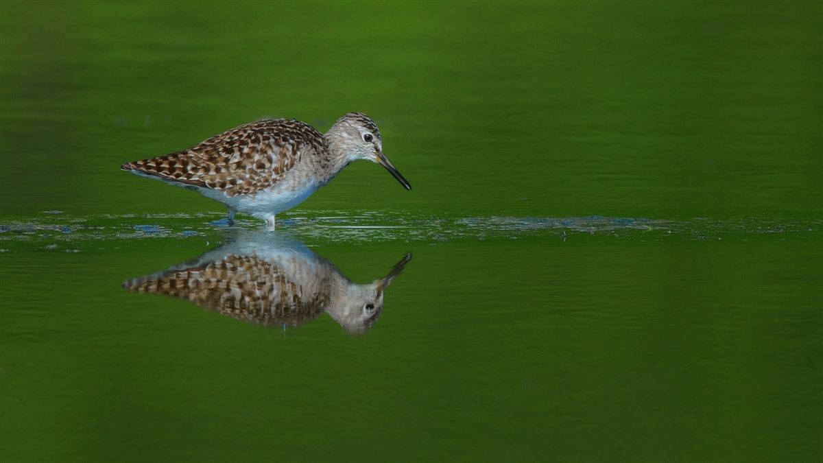 Wood Sandpiper