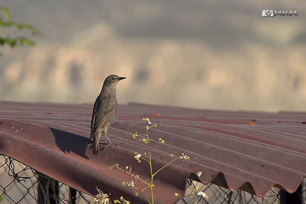 Common Starling