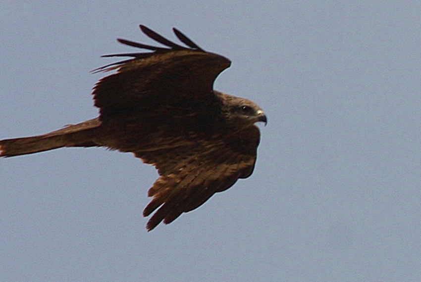 Black Kite