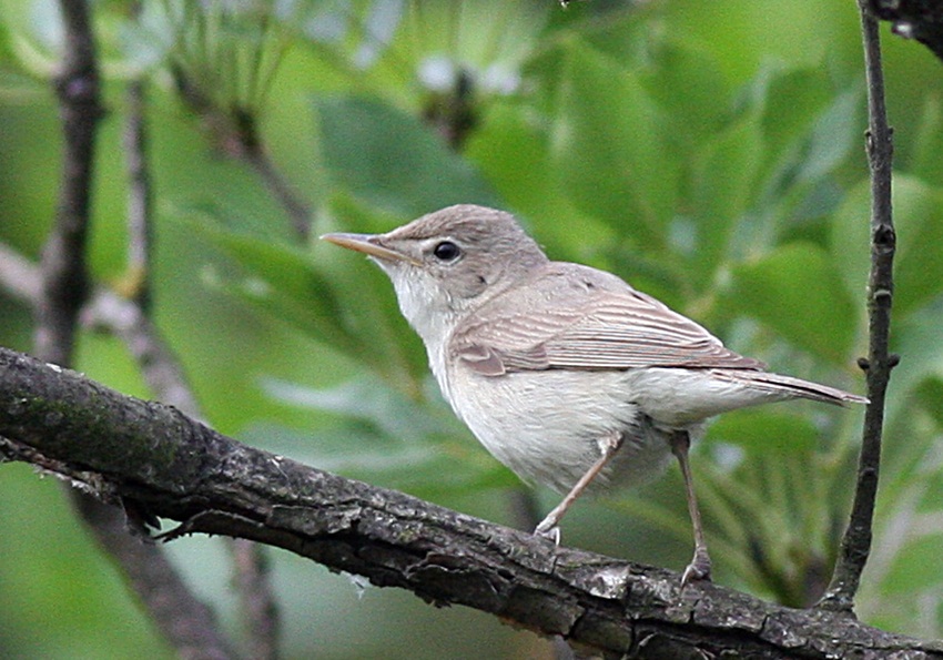 Eastern Olivaceous Warbler