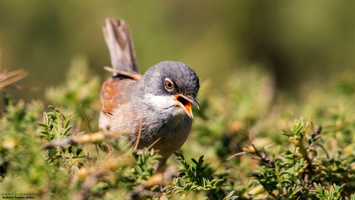 Spectacled Warbler
