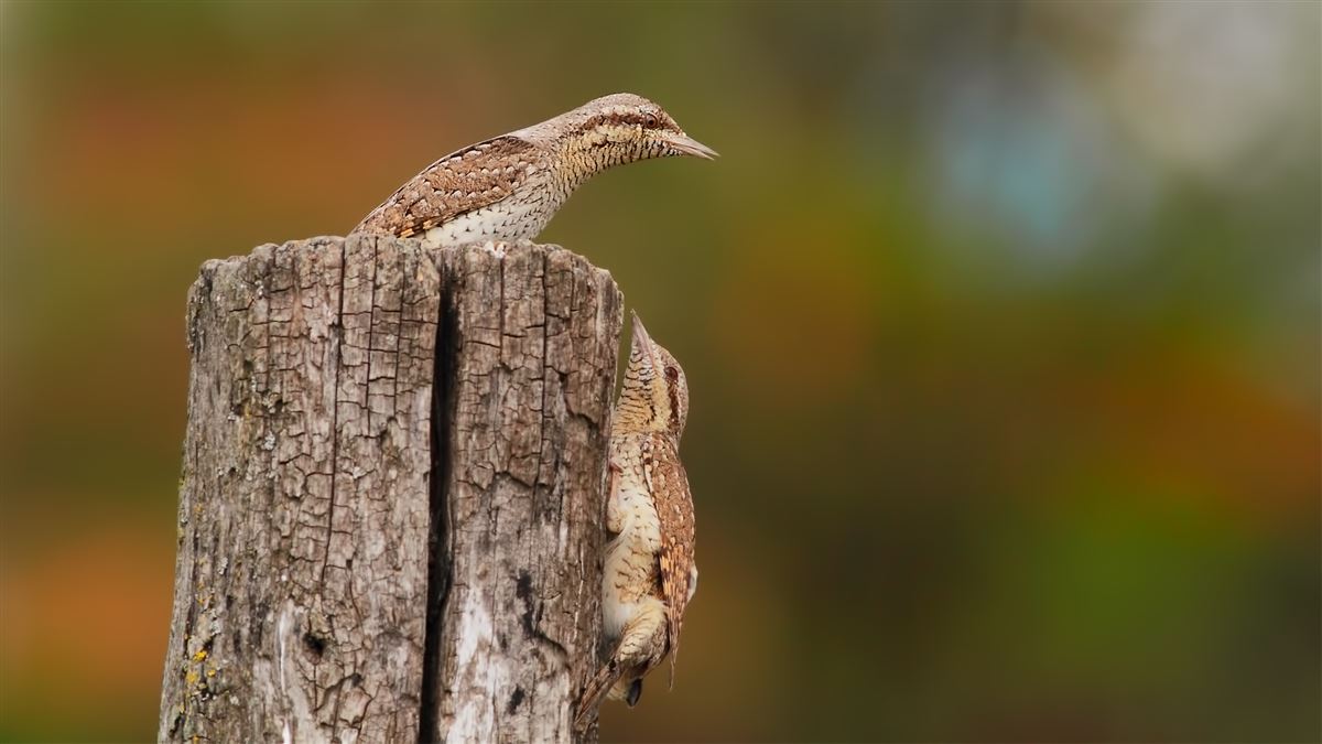 Eurasian Wryneck