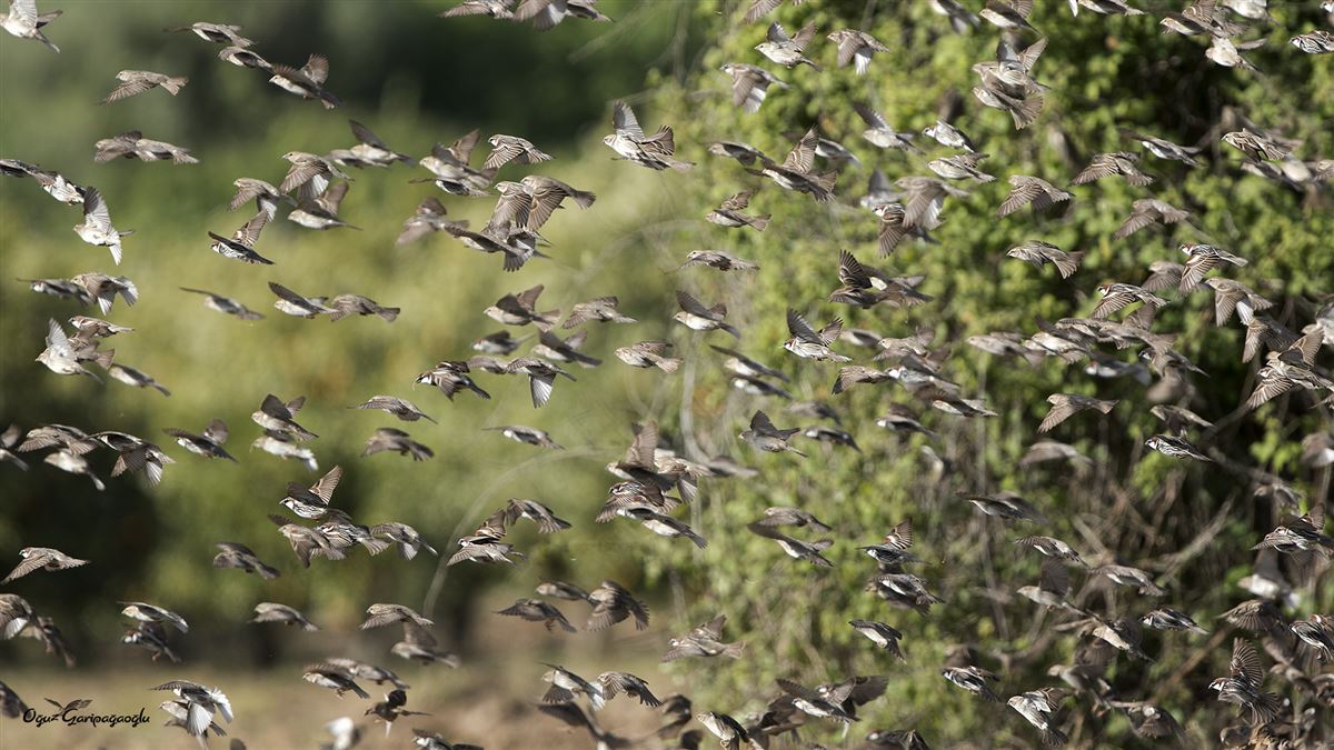 Spanish Sparrow