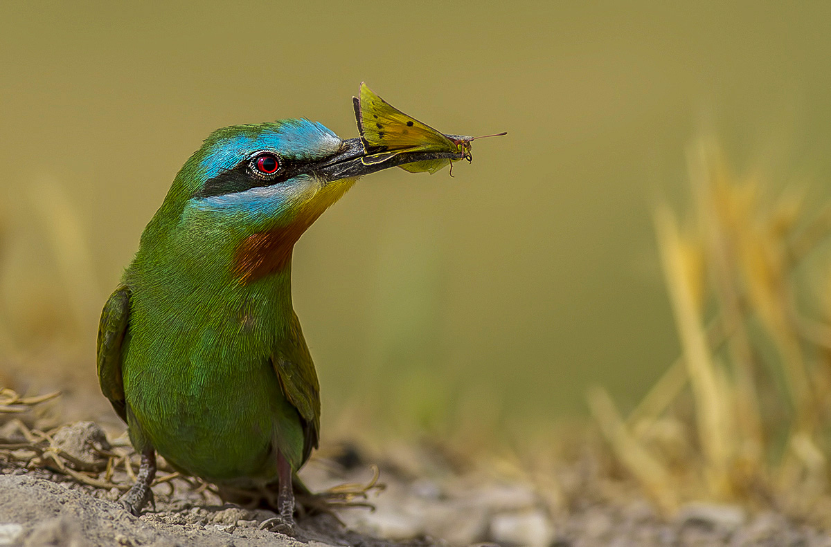 Blue-cheeked Bee-eater
