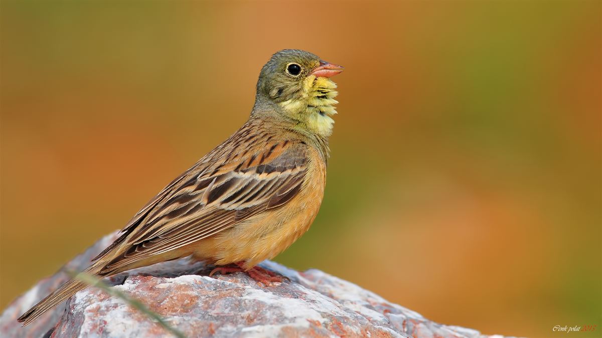 Ortolan Bunting