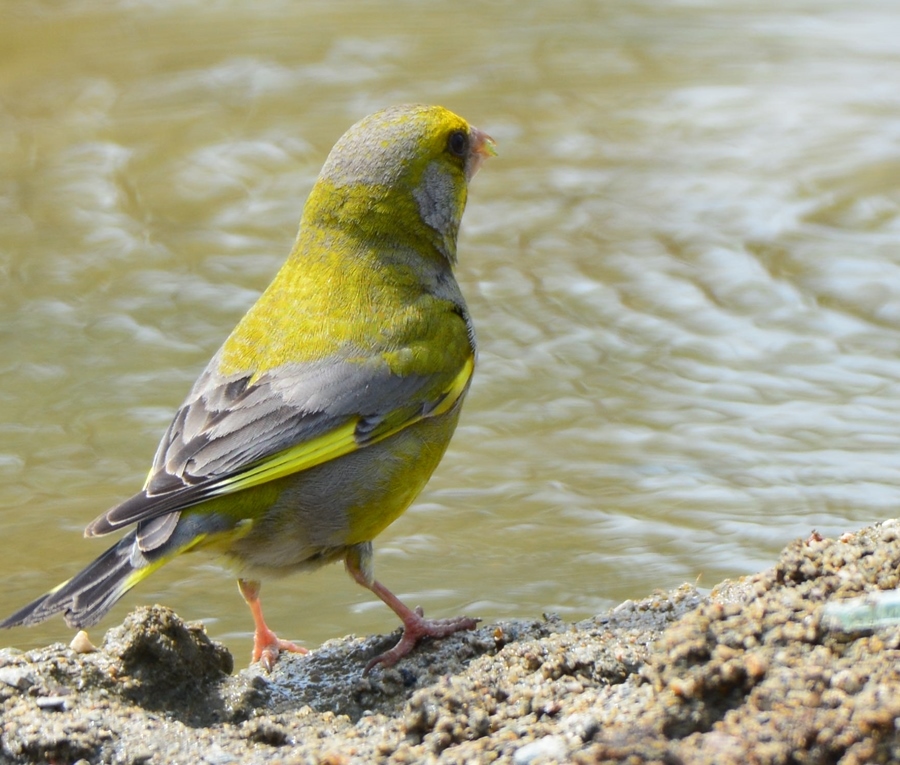 European Greenfinch