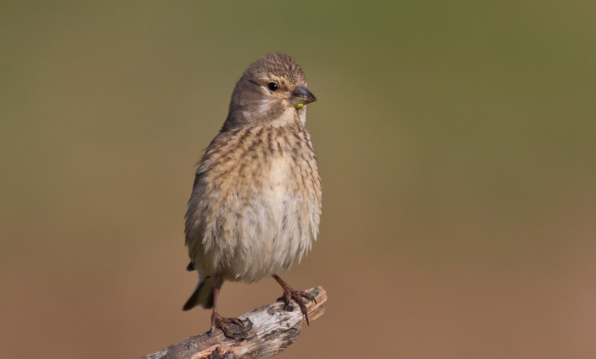 Common Linnet