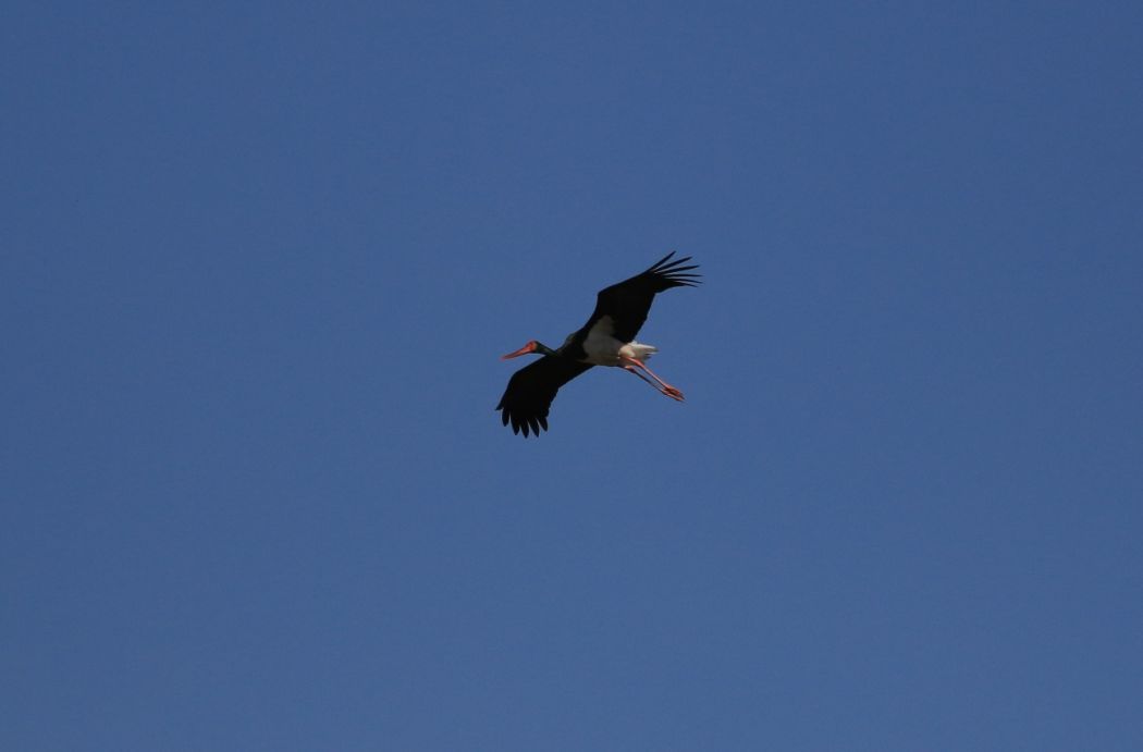 Black Stork