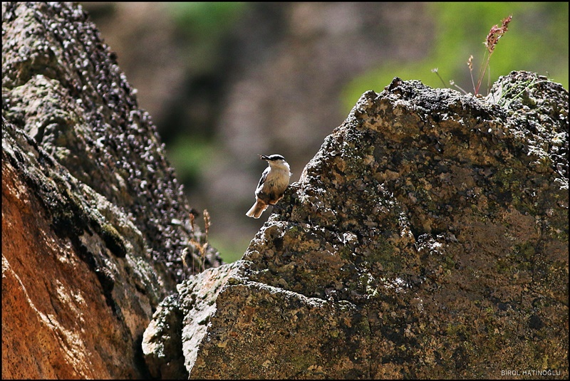 Western Rock Nuthatch