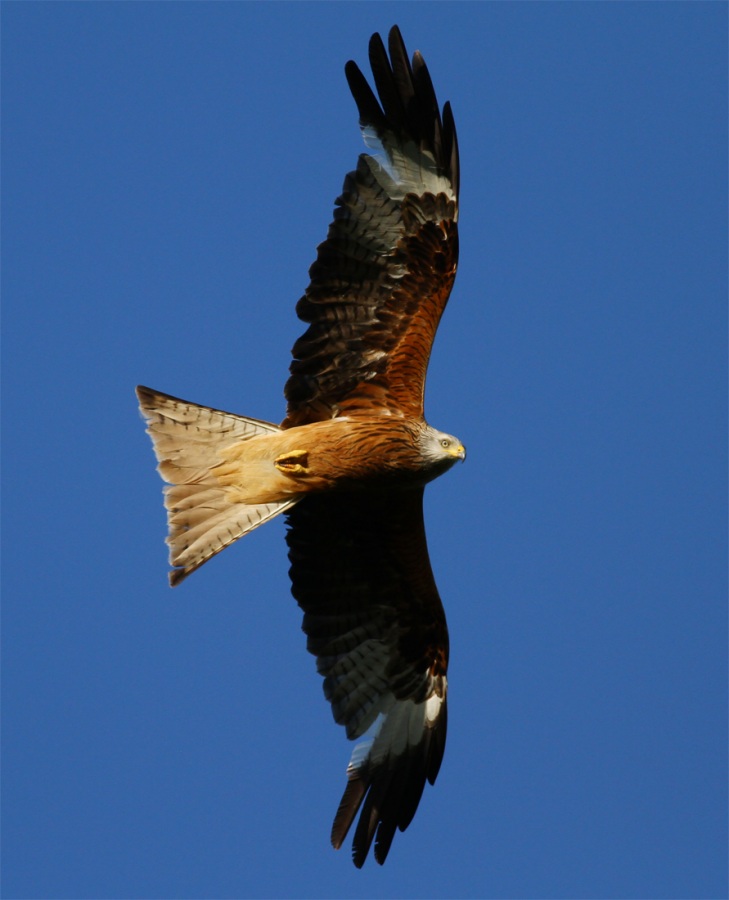 Red Kite