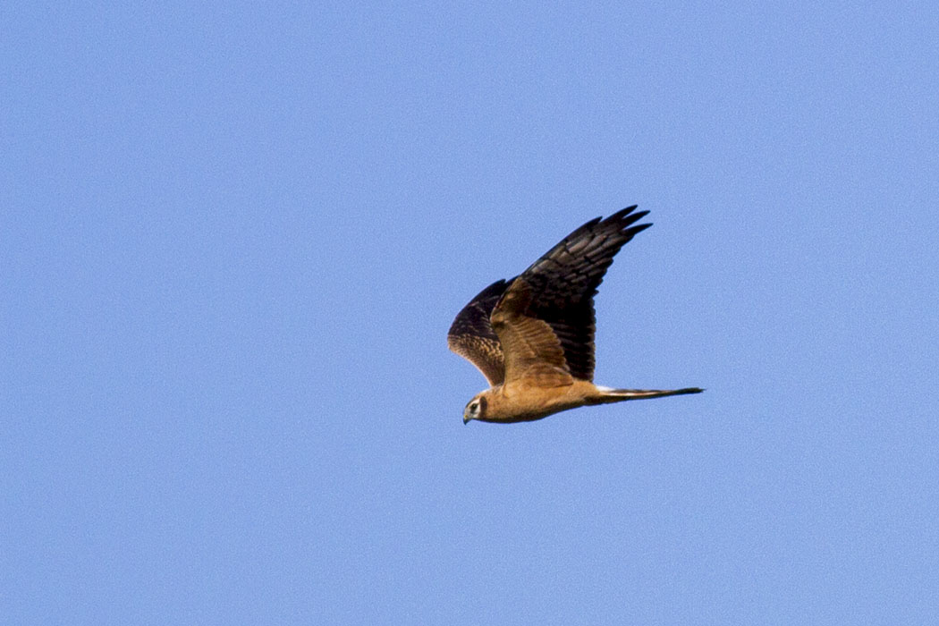 Montagu`s Harrier