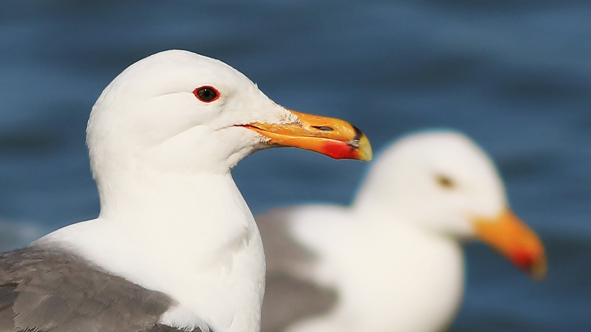 Armenian Gull