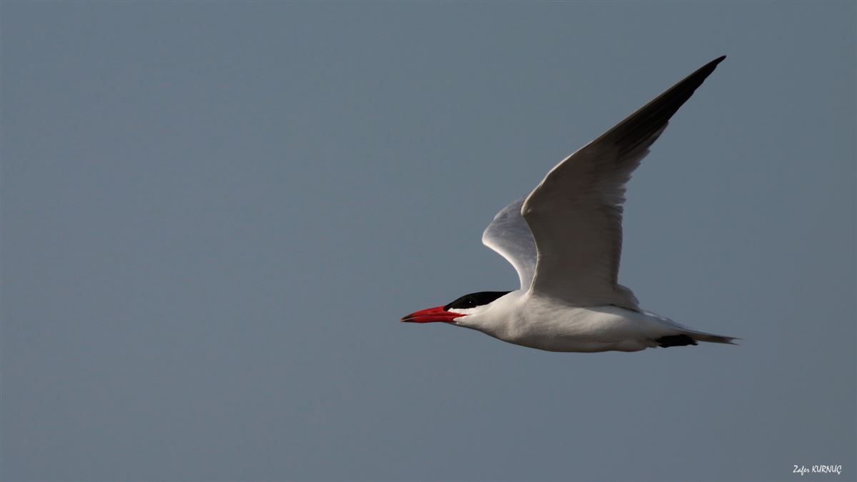 Caspian Tern