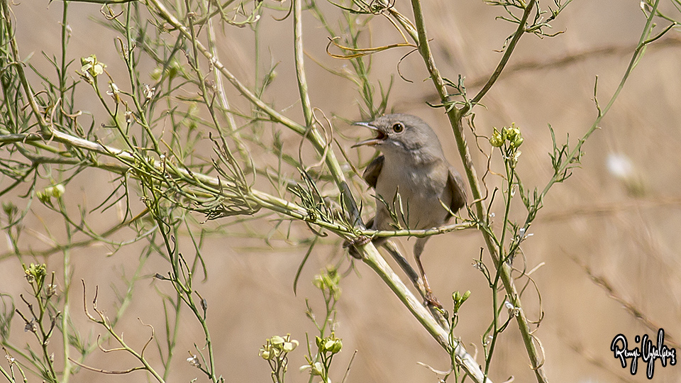 Menetries`s Warbler