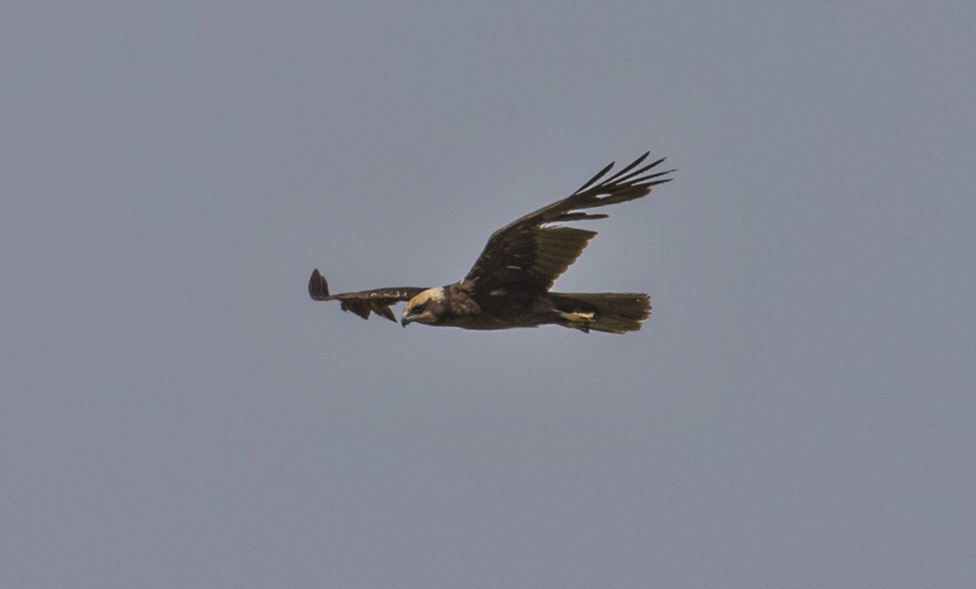 Western Marsh Harrier