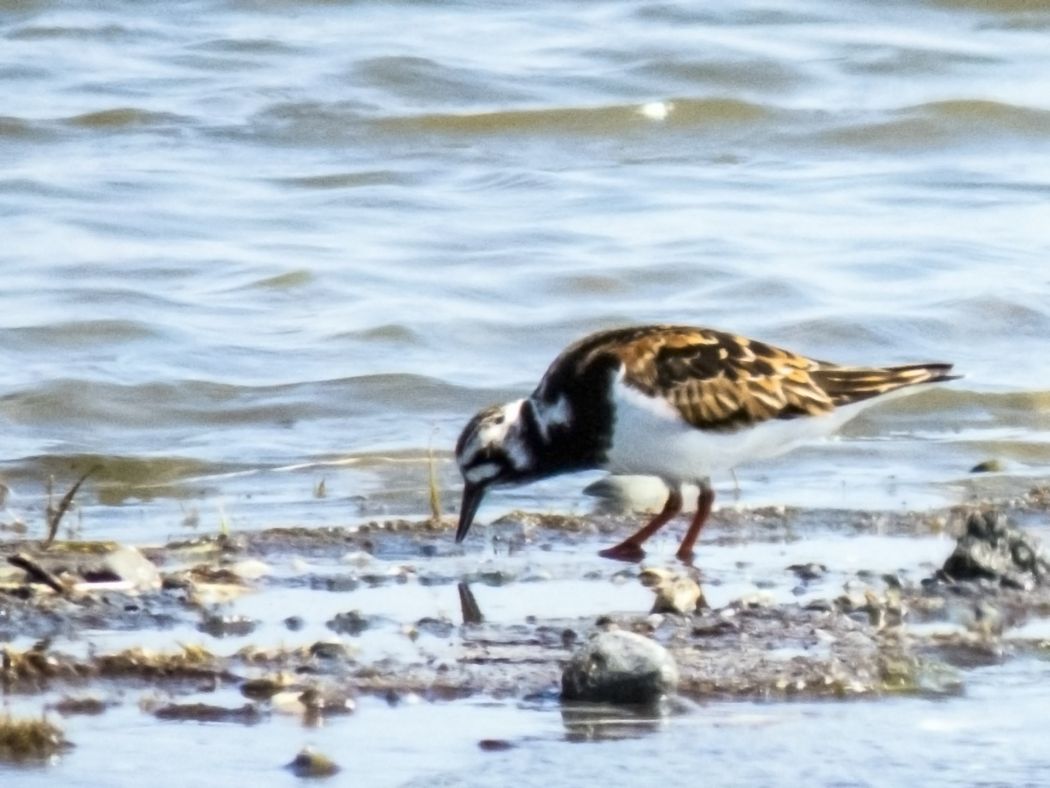 Ruddy Turnstone
