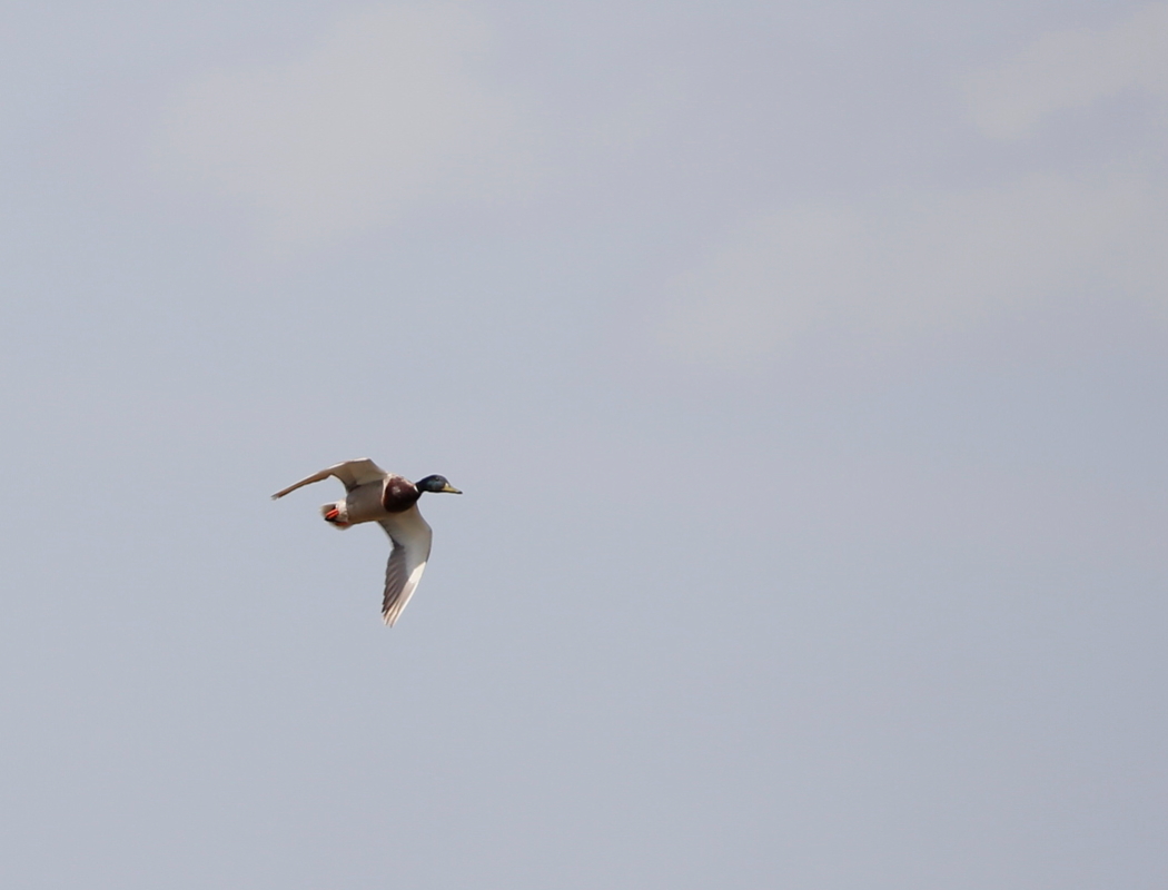 Mallard