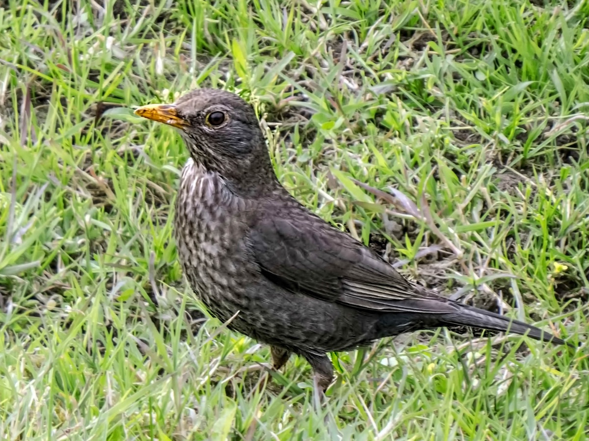 Common Blackbird