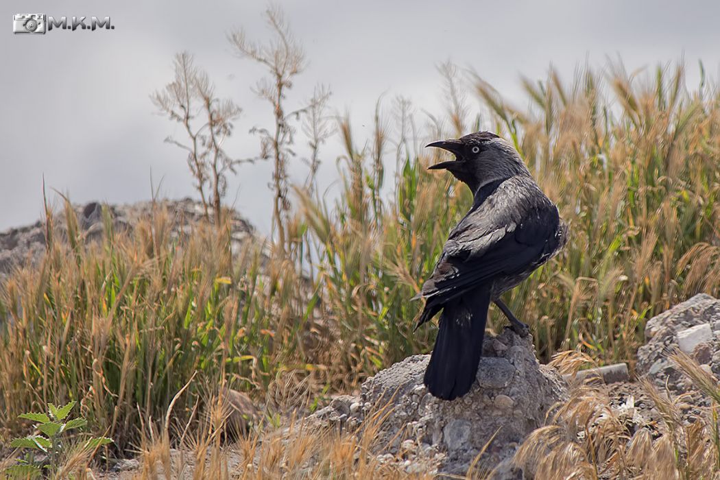 Western Jackdaw