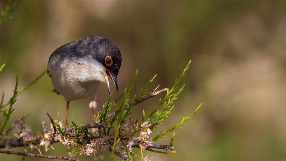 Menetries`s Warbler