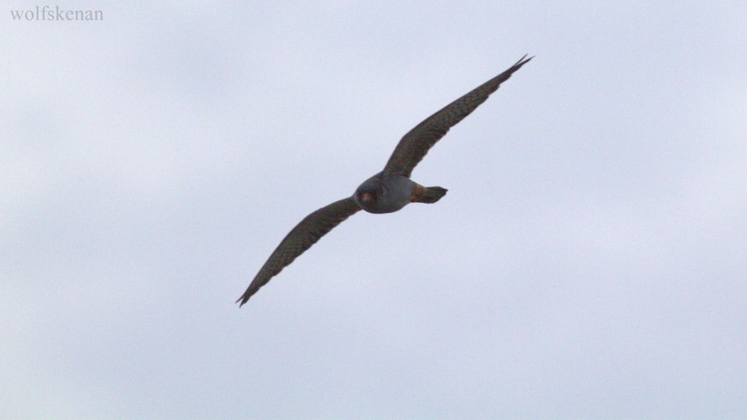 Red-footed Falcon
