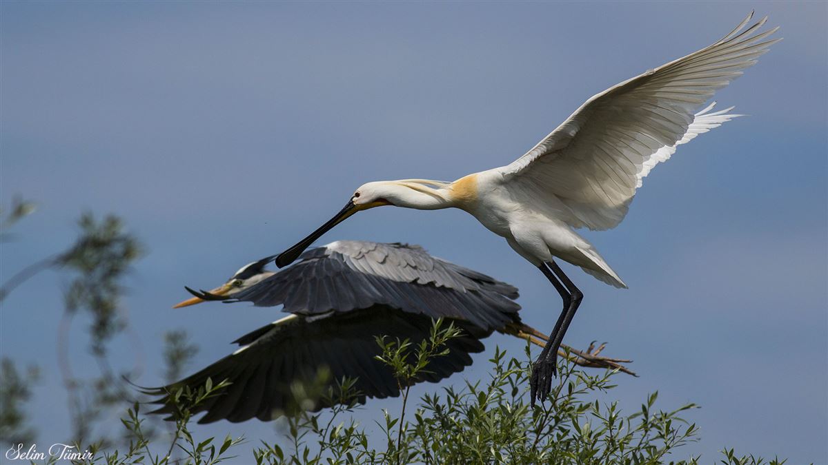 Eurasian Spoonbill