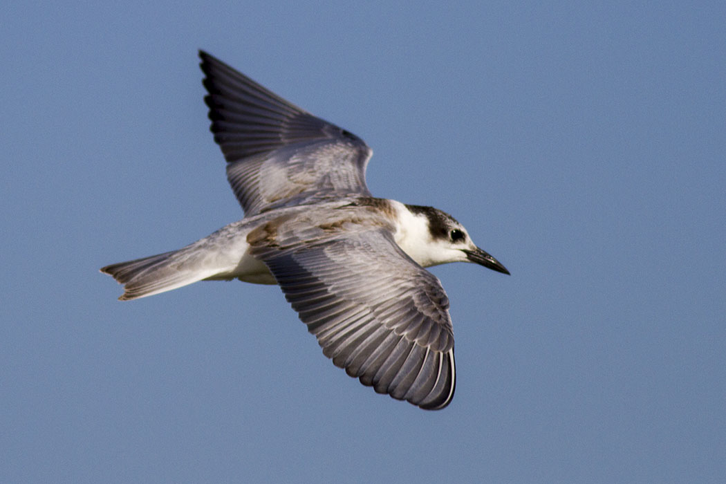 Whiskered Tern