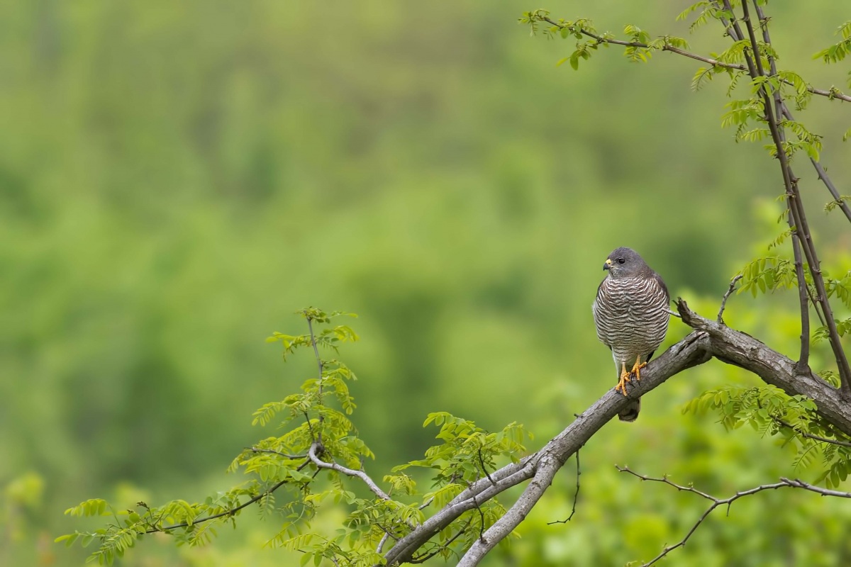 Levant Sparrowhawk