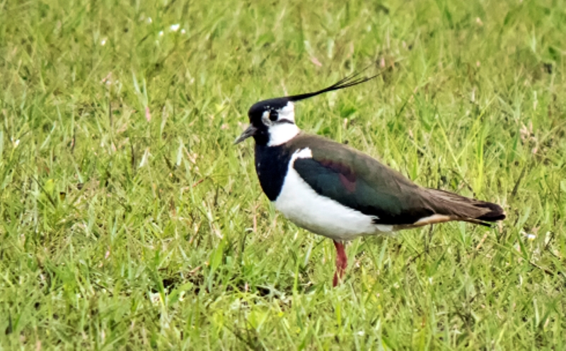 Northern Lapwing