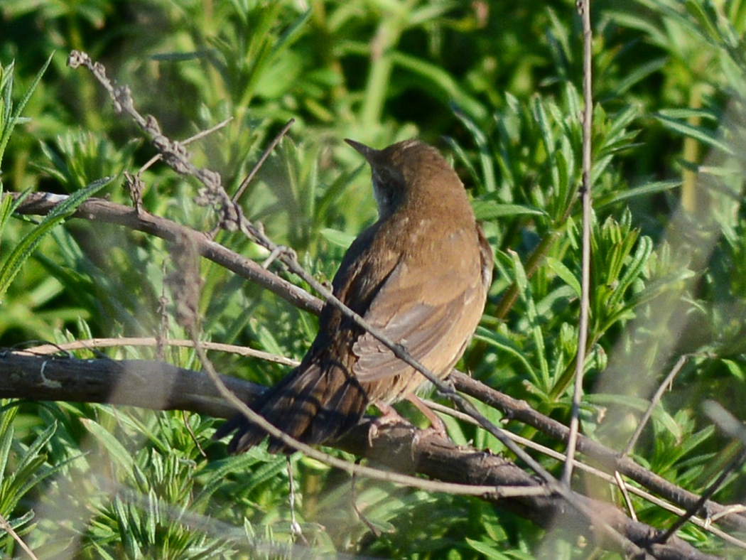 Savi`s Warbler