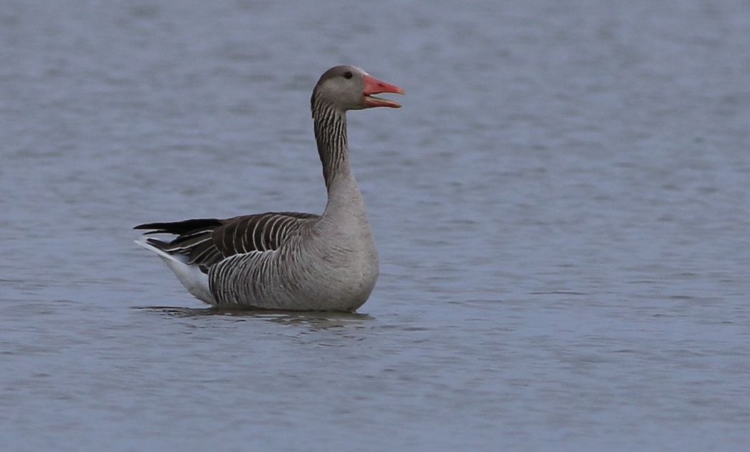 Greylag Goose