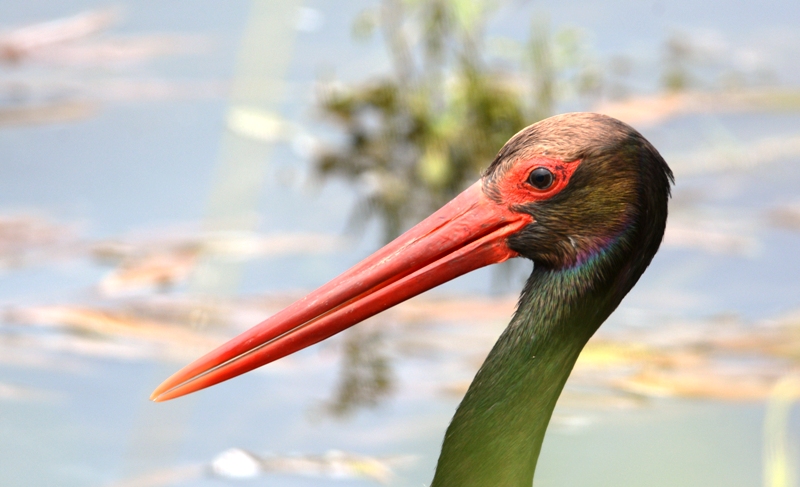 Black Stork