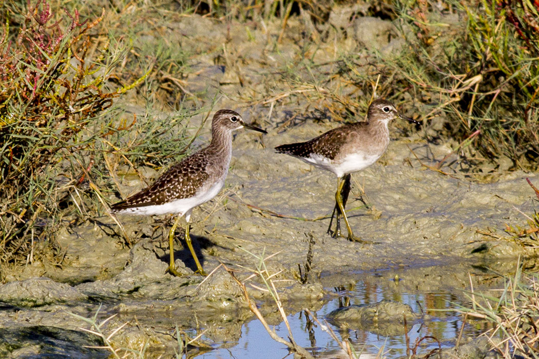 Wood Sandpiper
